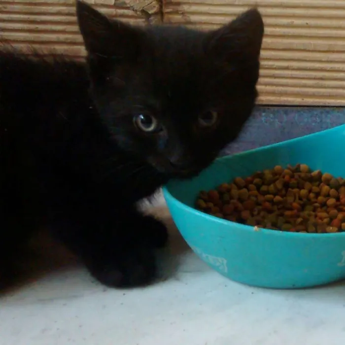 Gato ra a Srd idade Abaixo de 2 meses nome Brilhoso
