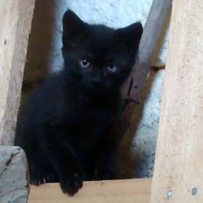 Gato ra a Srd idade Abaixo de 2 meses nome Brilhoso