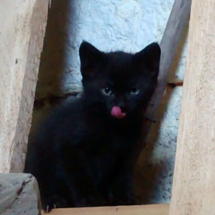Gato ra a Srd idade Abaixo de 2 meses nome Brilhoso