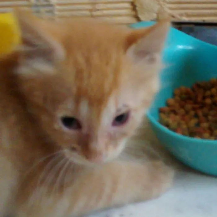 Gato ra a Srd idade Abaixo de 2 meses nome Dourado
