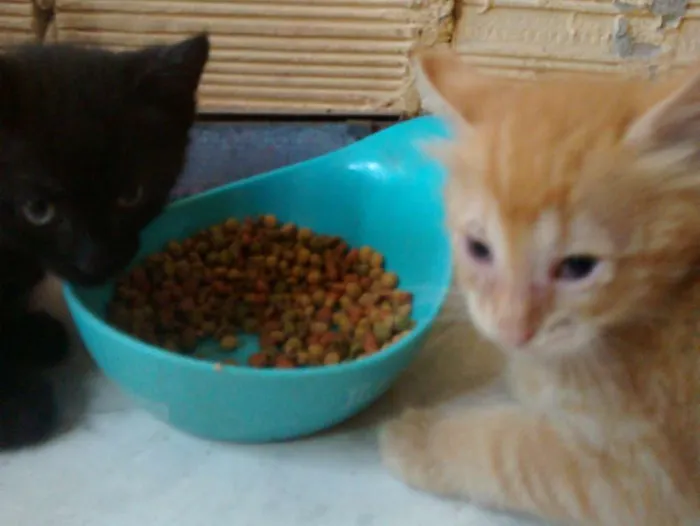 Gato ra a Srd idade Abaixo de 2 meses nome Dourado