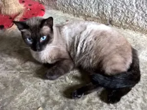 Gato raça siamês idade 3 anos nome Lord