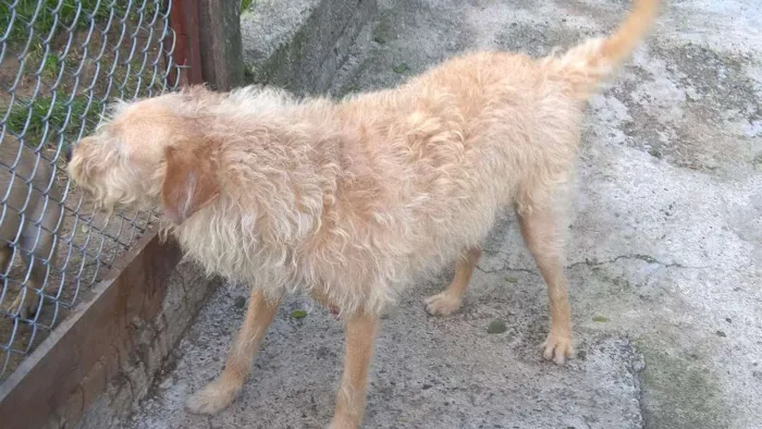 Cachorro ra a SRD idade 3 anos nome merlin