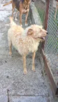 merlin