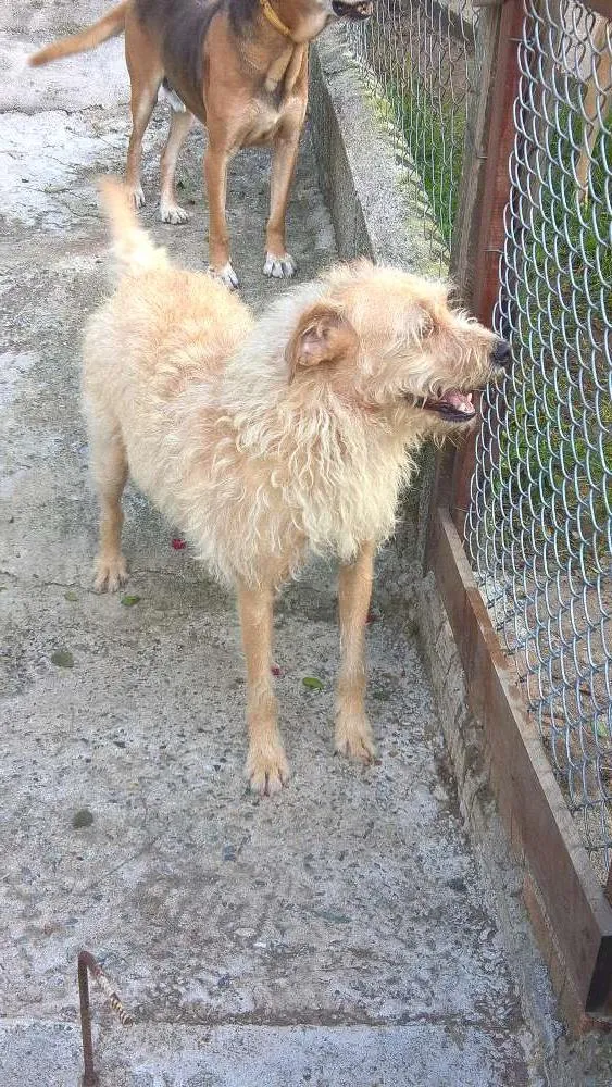 Cachorro ra a SRD idade 3 anos nome merlin