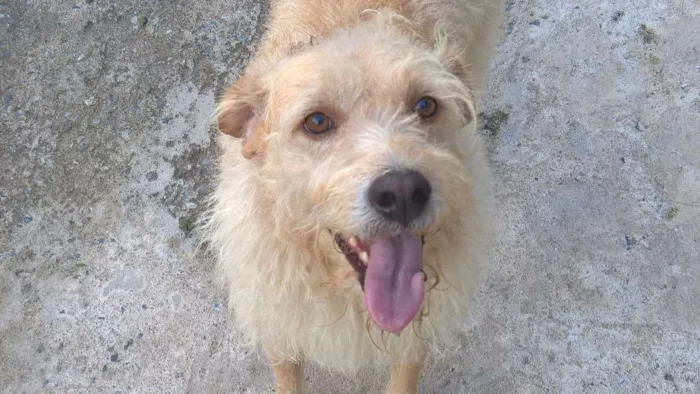 Cachorro ra a SRD idade 3 anos nome merlin