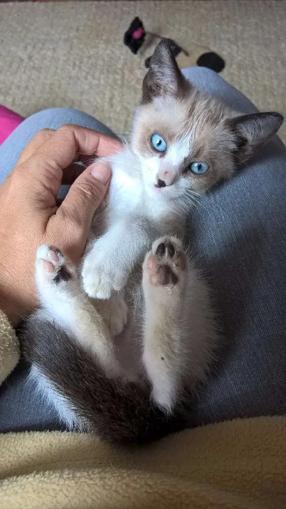 Gato ra a siamesa idade Abaixo de 2 meses nome ninhada do Natal