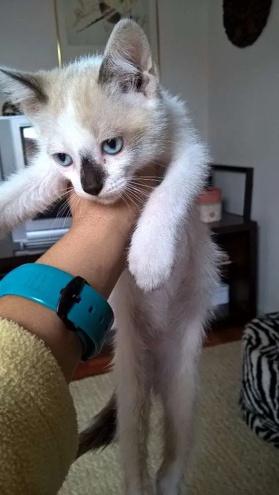 Gato ra a siamesa idade Abaixo de 2 meses nome ninhada do Natal
