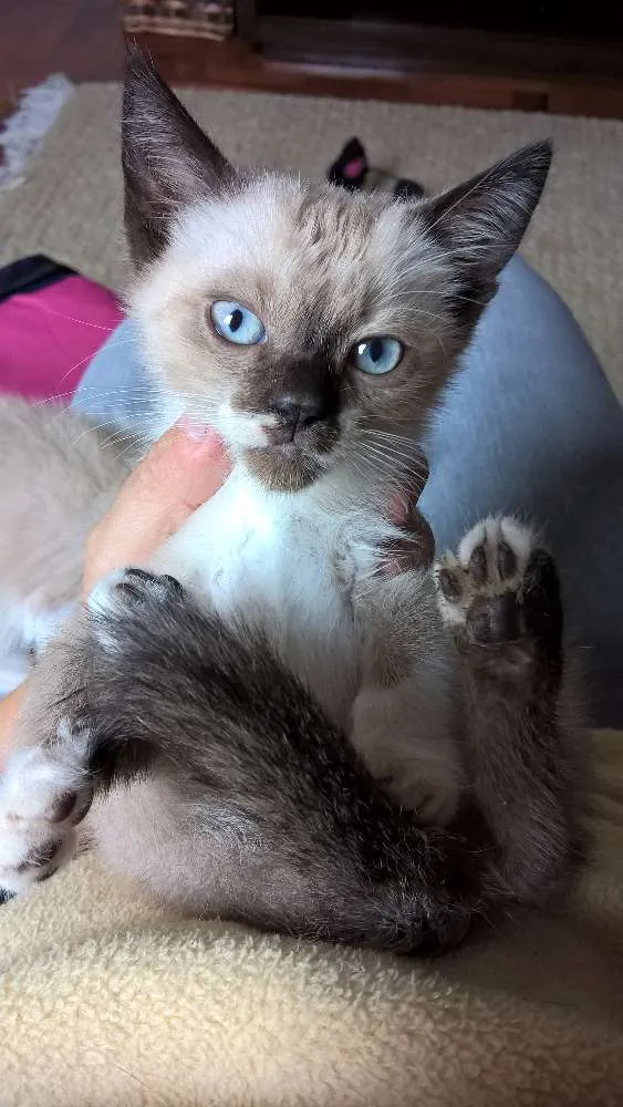 Gato ra a siamesa idade Abaixo de 2 meses nome ninhada do Natal
