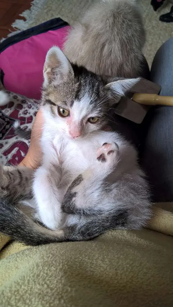 Gato ra a siamesa idade Abaixo de 2 meses nome ninhada do Natal