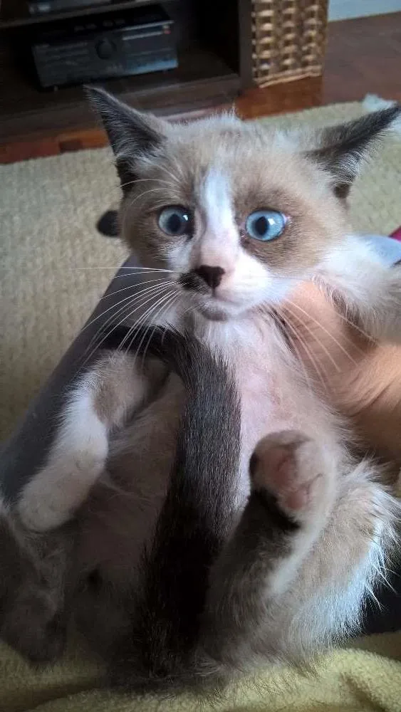 Gato ra a siamesa idade Abaixo de 2 meses nome ninhada do Natal