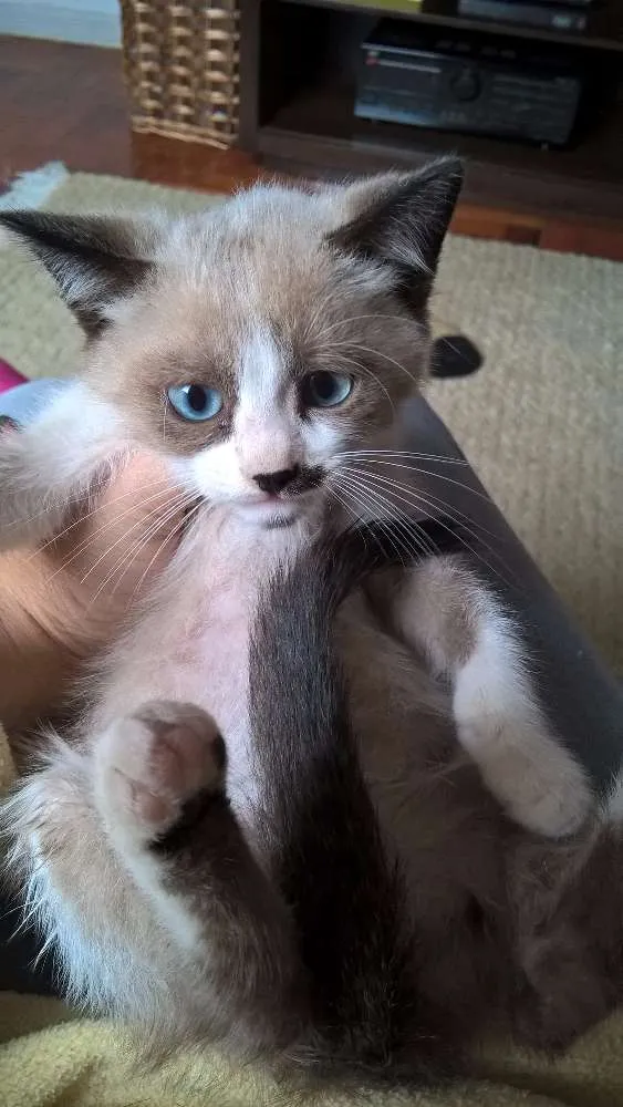 Gato ra a siamesa idade Abaixo de 2 meses nome ninhada do Natal