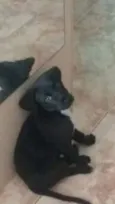 Little boss