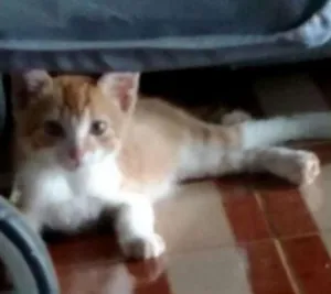 Gato raça SRD idade Abaixo de 2 meses nome Amarelinho