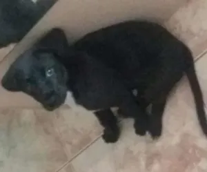 Cachorro raça Viralatinha idade 2 a 6 meses nome Little boss