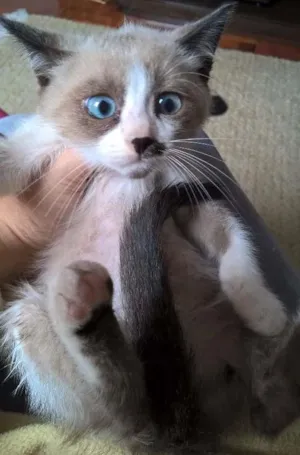 Gato raça siamesa idade Abaixo de 2 meses nome ninhada do Natal