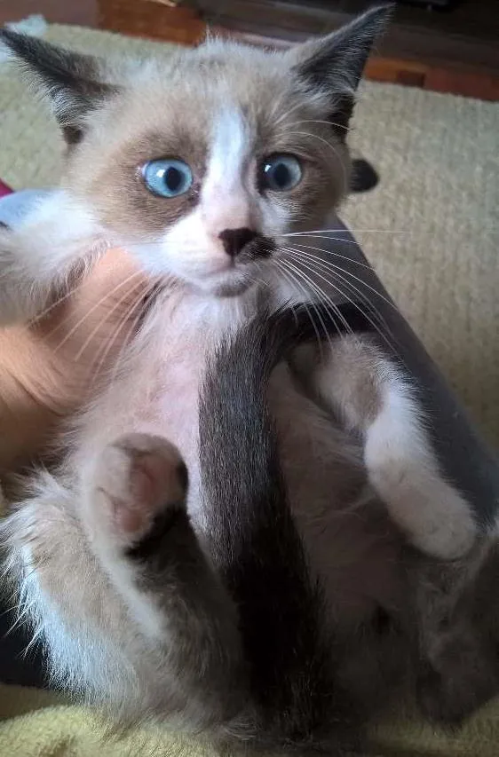 Gato ra a siamesa idade Abaixo de 2 meses nome ninhada do Natal