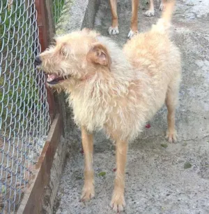 Cachorro raça SRD idade 3 anos nome merlin