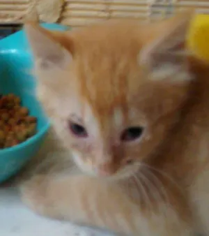 Gato raça Srd idade Abaixo de 2 meses nome Dourado