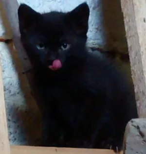 Gato raça Srd idade Abaixo de 2 meses nome Brilhoso
