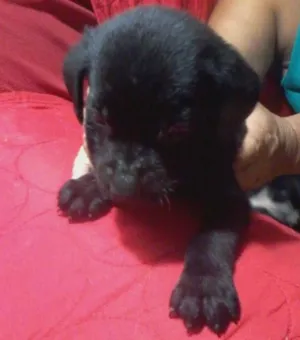 Cachorro raça Viralatinhas idade Abaixo de 2 meses nome Cafú/Marley