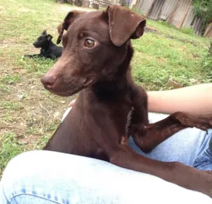 Cachorro raça Sem raça definida  idade 2 a 6 meses nome Bolinha