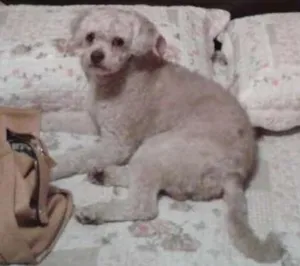 Cachorro raça Poodle idade 5 anos nome Zuke
