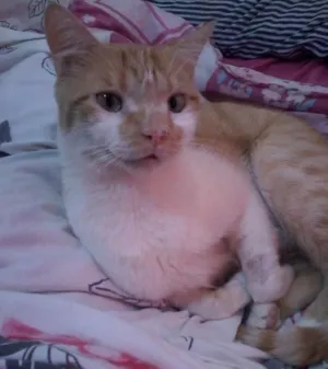 Gato raça SRD idade  nome Leroy