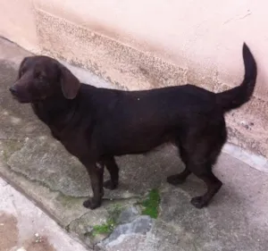 Cachorro raça Mestiça Labrador idade 6 ou mais anos nome Hannah