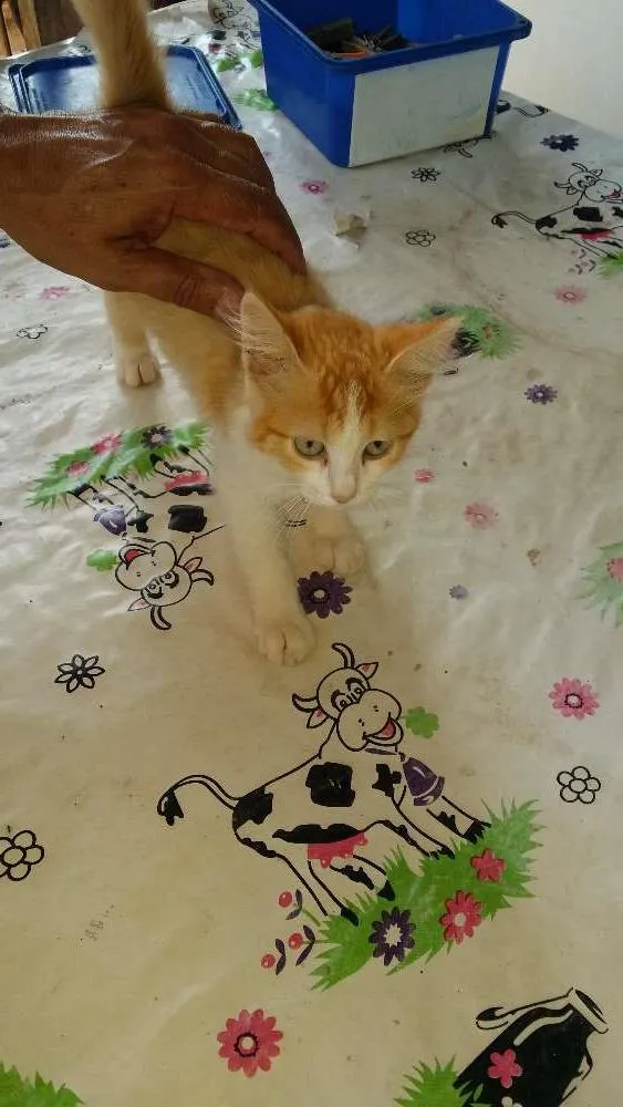 Gato ra a Não sei idade 2 a 6 meses nome Mimi