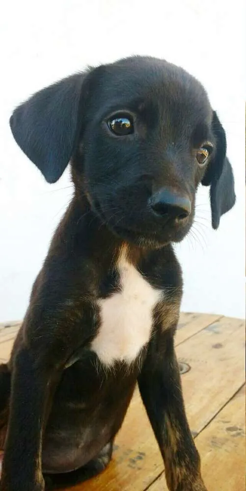 Cachorro ra a  idade Abaixo de 2 meses nome sem nome