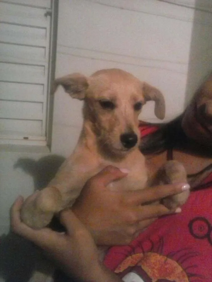 Cachorro ra a - idade 2 a 6 meses nome princesa