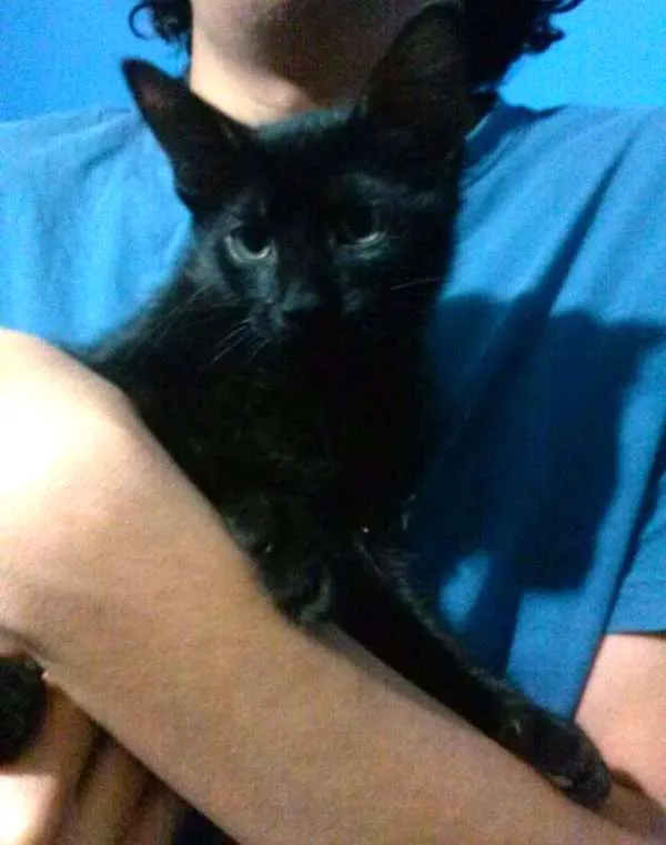 Gato ra a vira-lata idade 2 a 6 meses nome Gatuncio