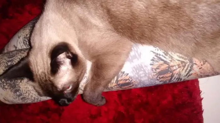 Gato ra a Siamês idade 2 anos nome Nick