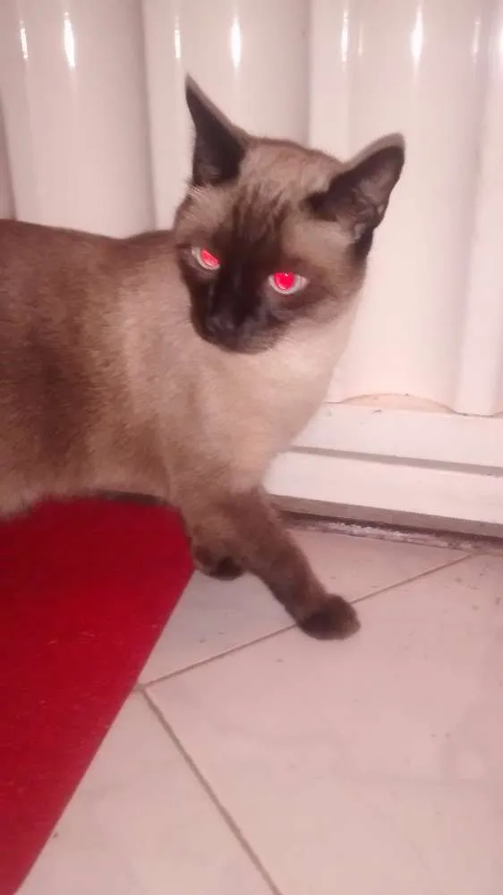 Gato ra a Siamês idade 2 anos nome Nick