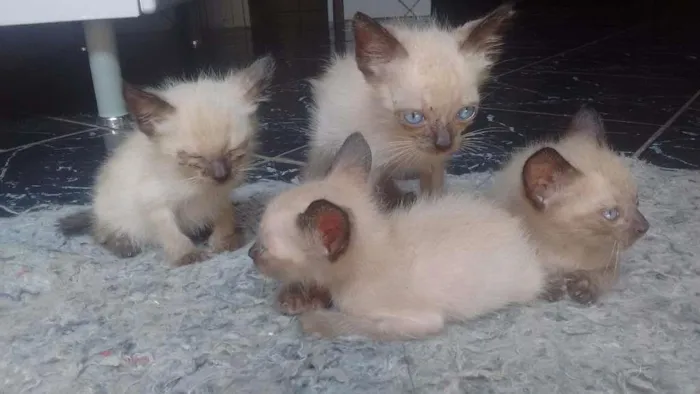 Gato raça Siamês idade Abaixo de 2 meses nome 4 gatos
