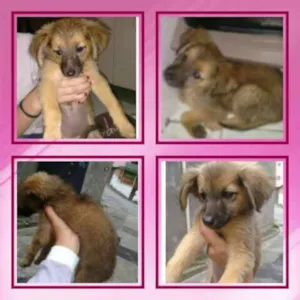 Cachorro raça SRD idade 2 a 6 meses nome VITÓRIA