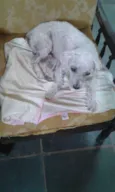Digo poodle