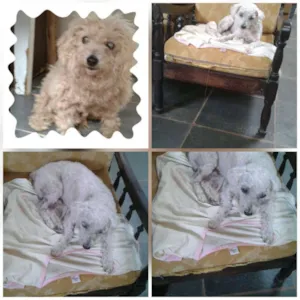 Cachorro raça Poodle  idade 6 ou mais anos nome Digo poodle