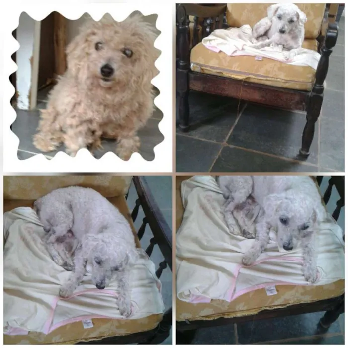 Cachorro ra a Poodle  idade 6 ou mais anos nome Digo poodle