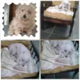 Digo poodle