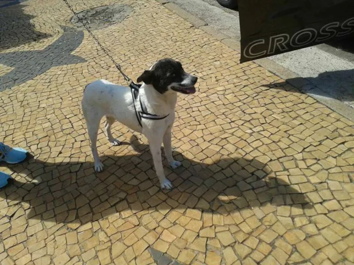 Cachorro ra a mestiça fox idade  nome Pepy