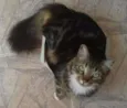Ziah