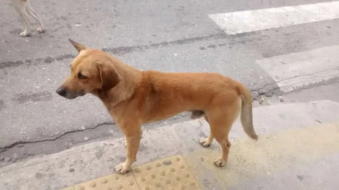 Cachorro ra a vira Lata idade 7 a 11 meses nome sem nome 
