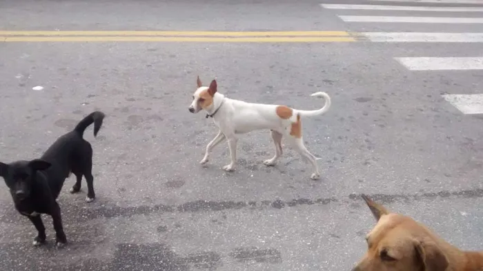 Cachorro ra a vira Lata idade 7 a 11 meses nome sem nome 