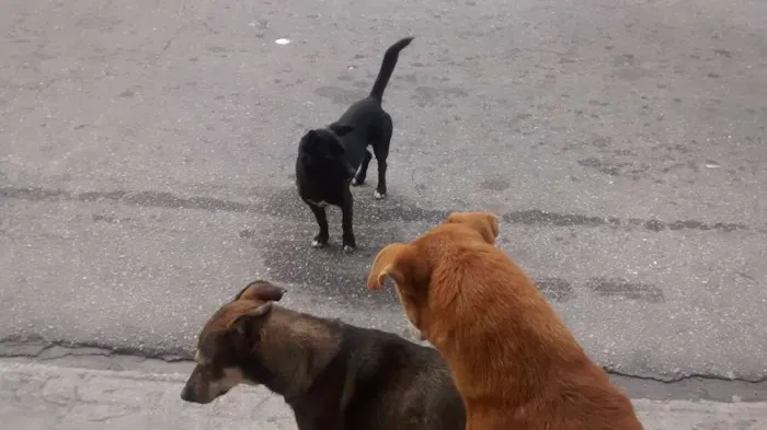 Cachorro ra a vira Lata idade 7 a 11 meses nome sem nome 