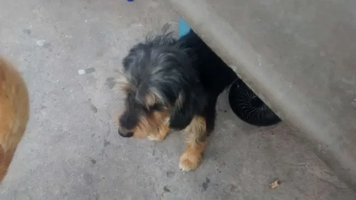 Cachorro ra a vira Lata idade 7 a 11 meses nome sem nome 