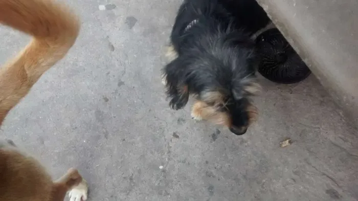 Cachorro ra a vira Lata idade 7 a 11 meses nome sem nome 