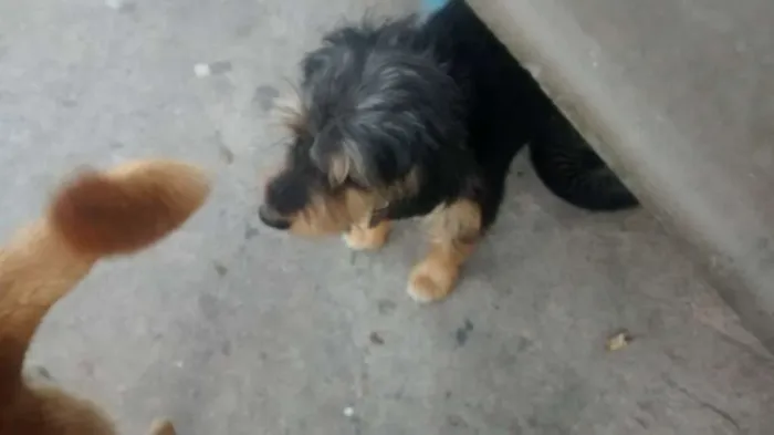 Cachorro ra a vira Lata idade 7 a 11 meses nome sem nome 