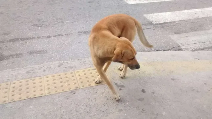 Cachorro ra a vira Lata idade 7 a 11 meses nome sem nome 